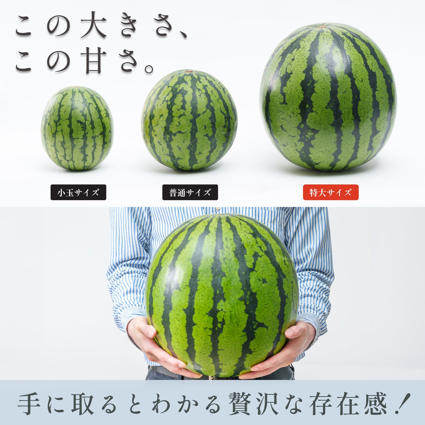 完熟スイカ特大サイズ11kg以上