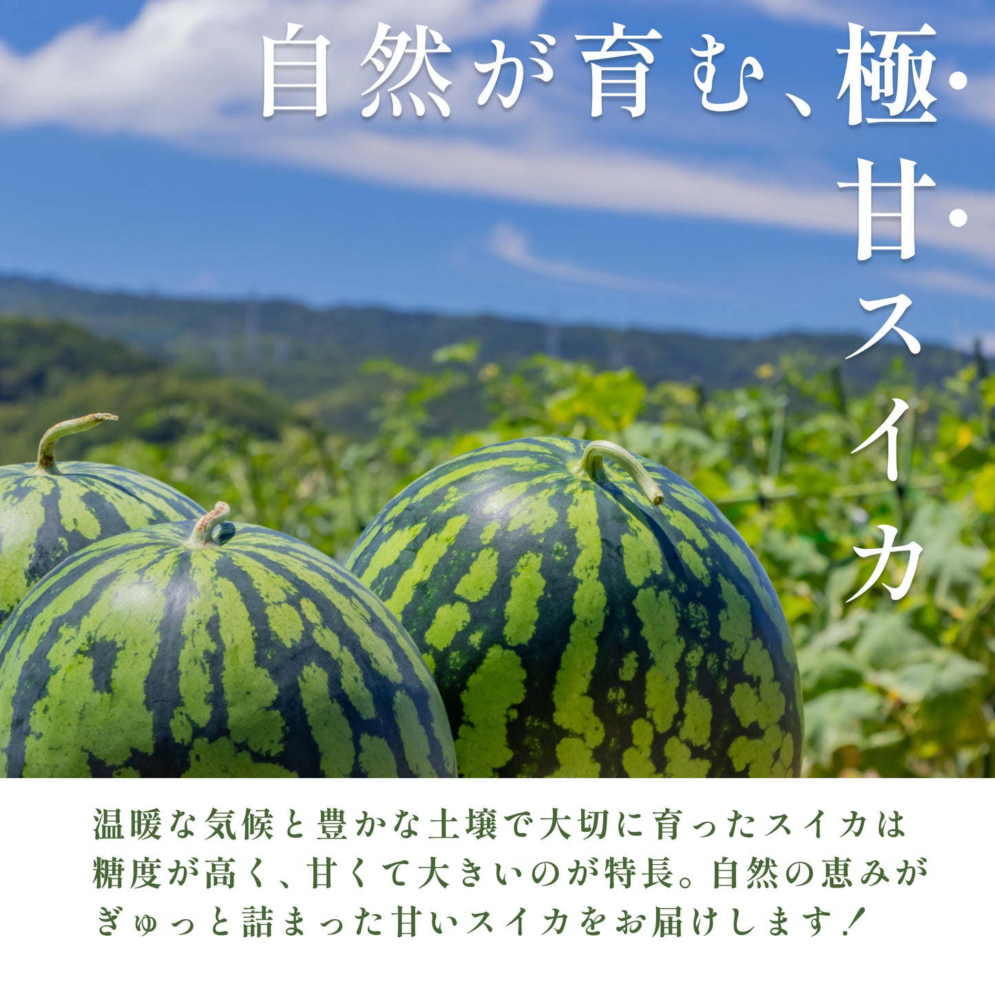 完熟スイカ特大サイズ11kg以上