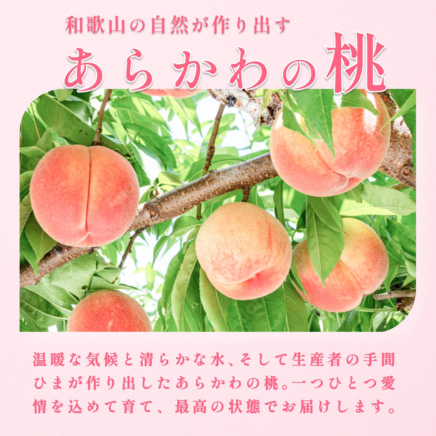 あらかわの桃 4kg(12〜13玉入)