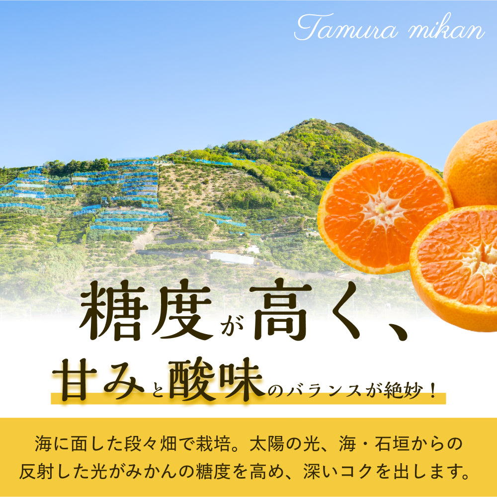 最高ブランド「田村みかん」 Sサイズ 5kg